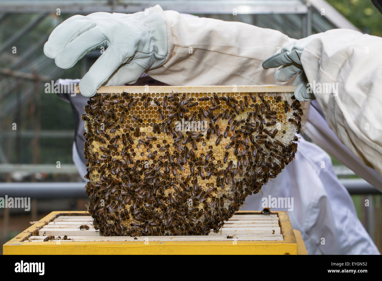 Apicoltore in abbigliamento protettivo ispezione telaio con favo di miele api (Apis mellifera) Foto Stock