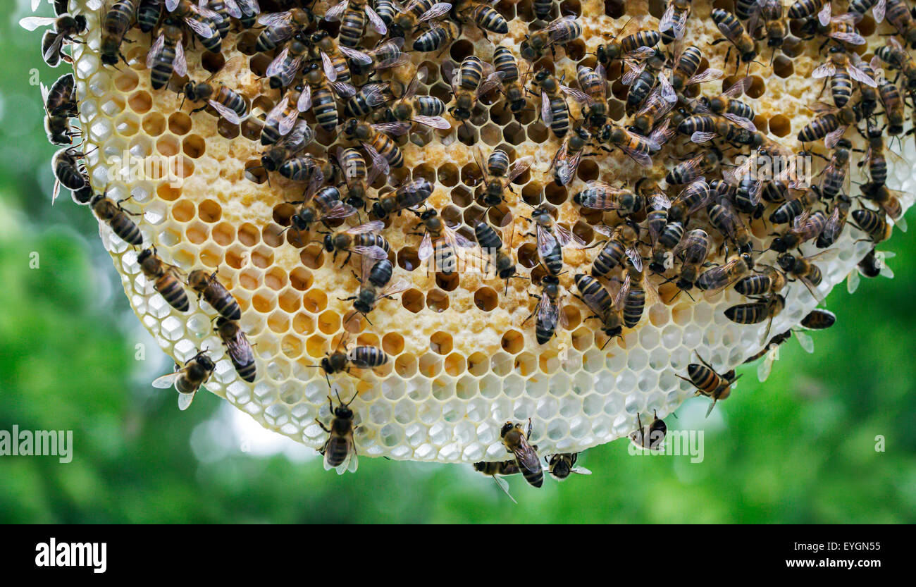Lavoratore miele api (Apis mellifera) su honeycomb Foto Stock