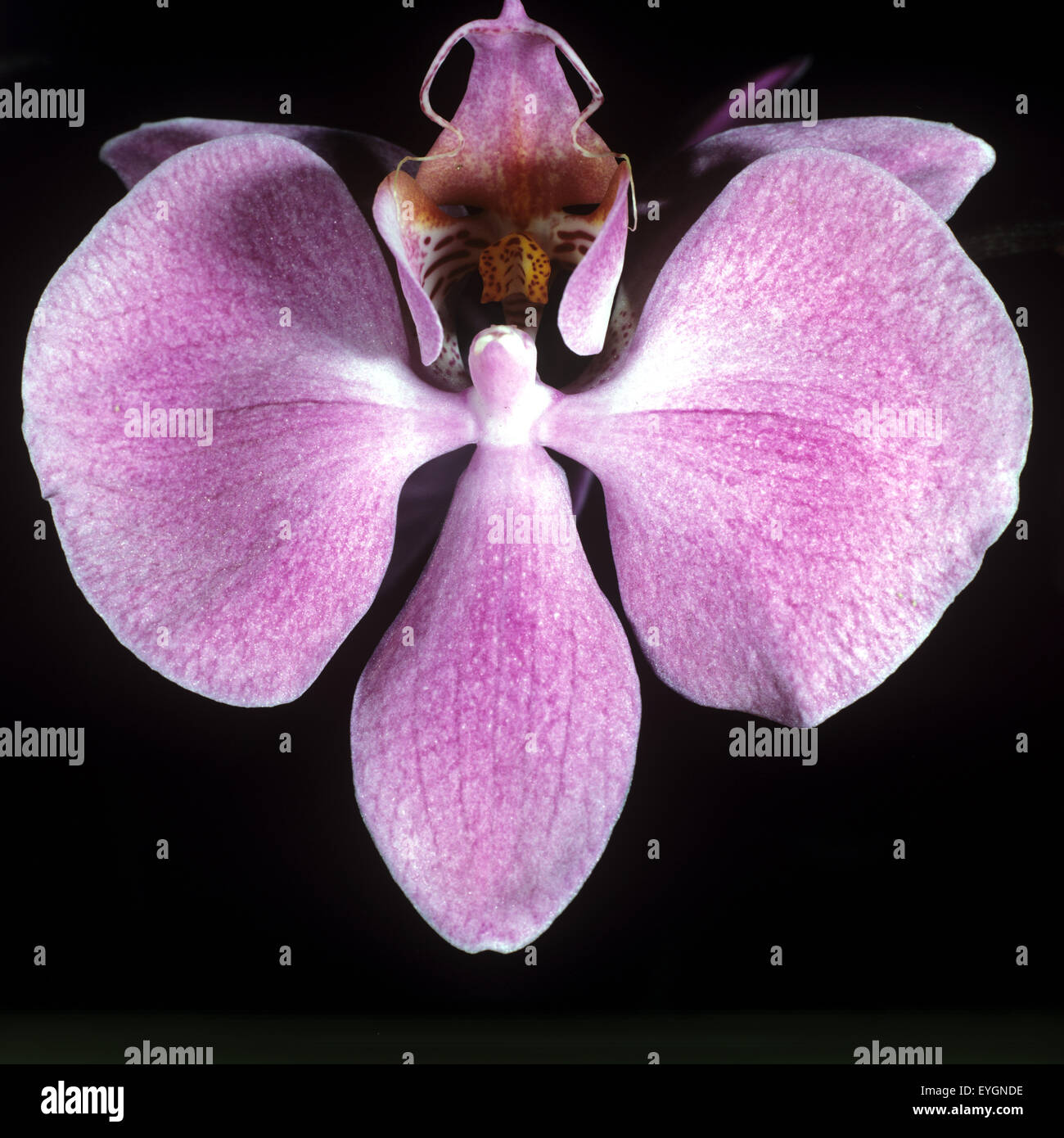 Phalaenopsis, Orchidee, Foto Stock