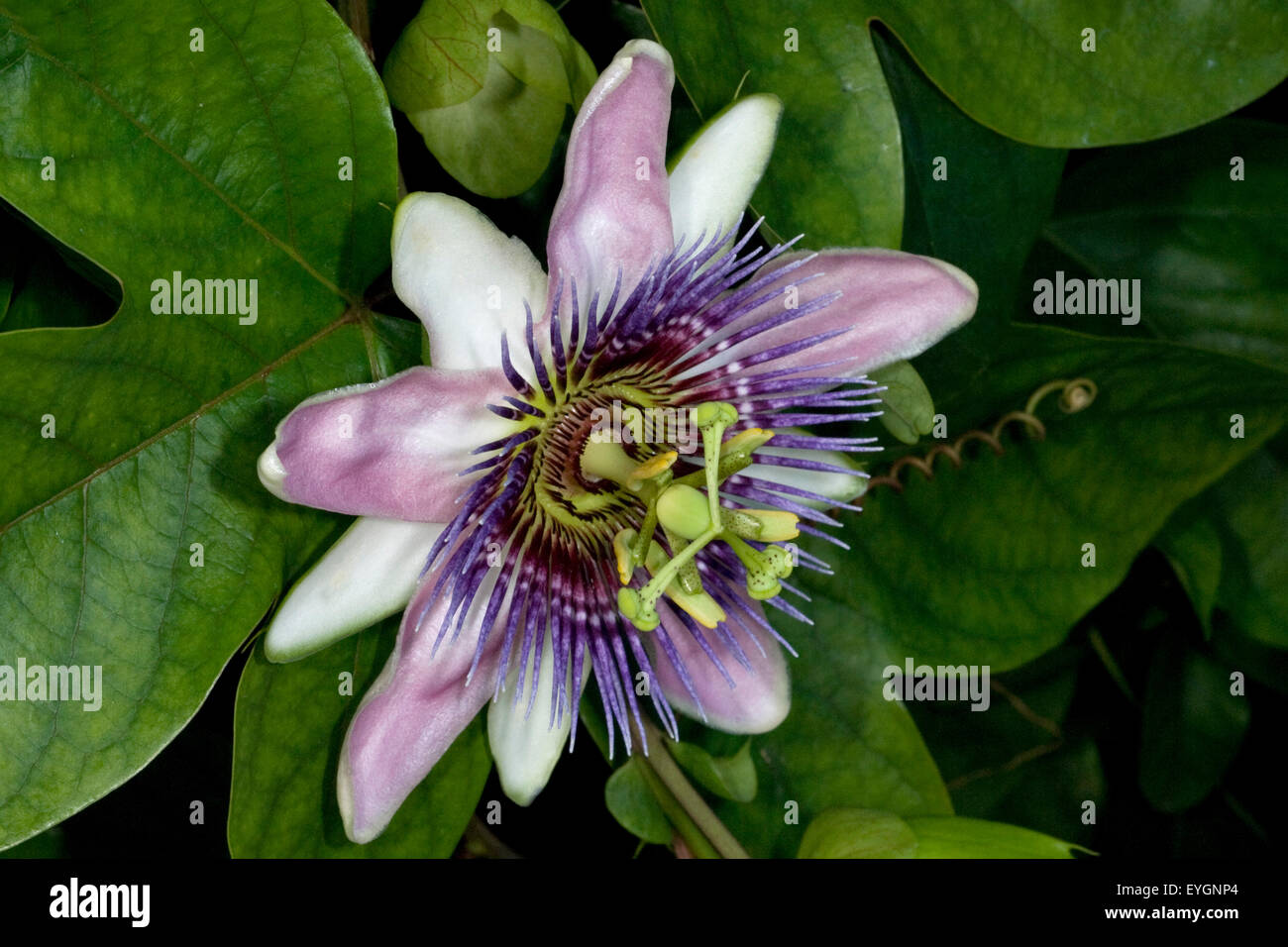 Passiflora violacea, Violette Passionsblume Foto Stock