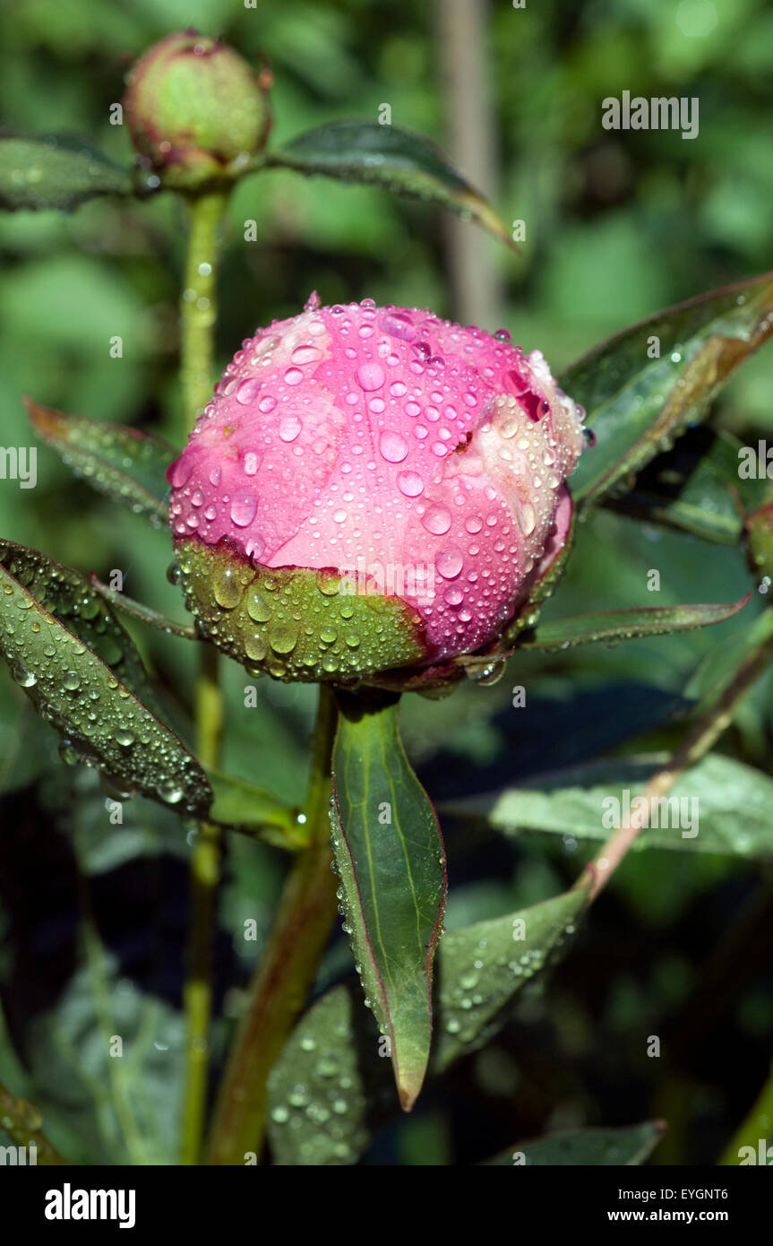 Pfingstrose, Paeonia, Tau, Tautropfen Foto Stock