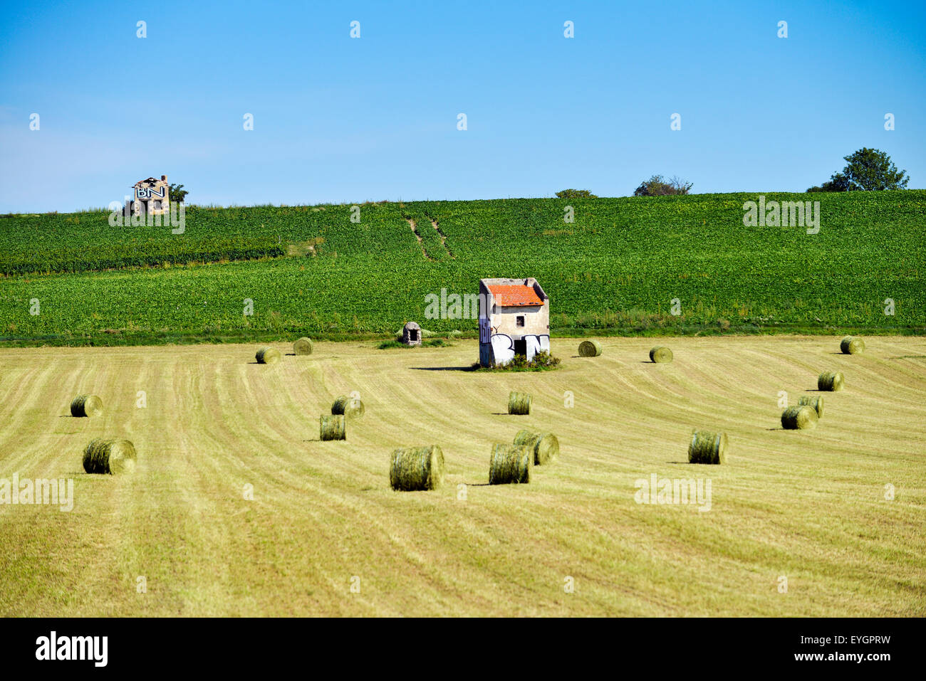 I campi con fieno e cornfield (Zea mays) in Francia Europa Foto Stock