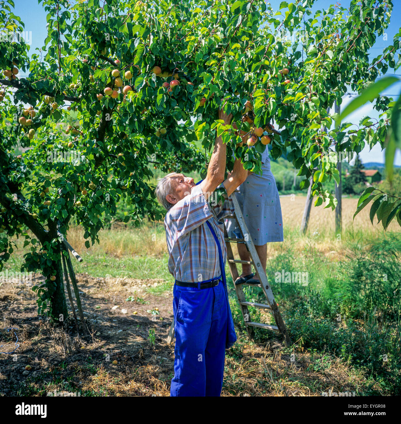 Anziano uomo e donna la raccolta albicocche da albero nel frutteto, Drôme, la valle del Rodano, Francia, Europa Foto Stock