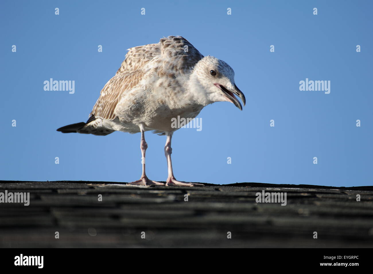 Giovani seagull urlante sul tetto con un cielo azzurro sullo sfondo junge Möwe schreiende auf dem Dach vor blauem Himmel Foto Stock