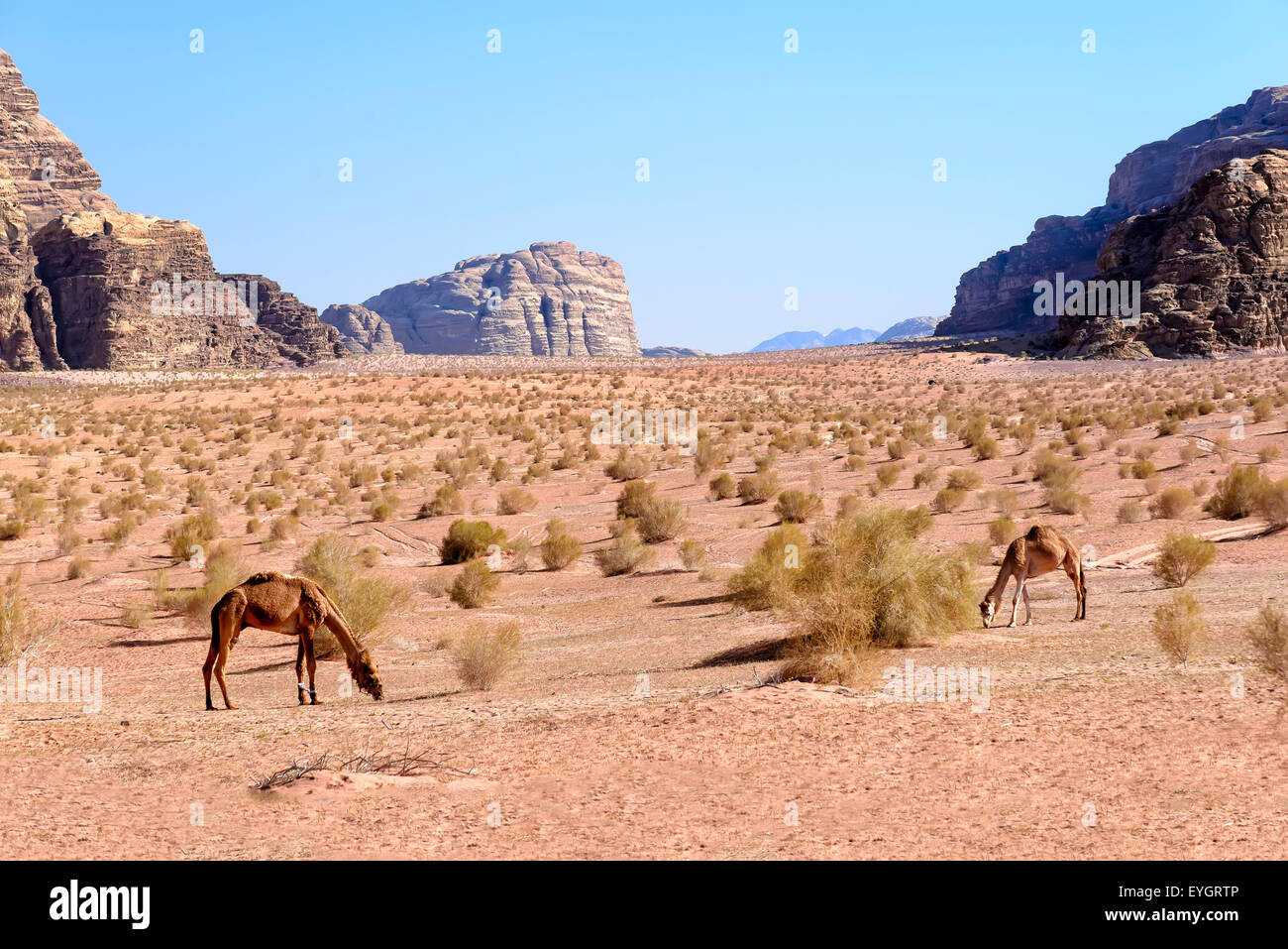 Cammelli pascolano in Wadi Rum desert in Giordania. Il Wadi Rum è una valle tagliata in pietra arenaria e roccia di granito in Giordania Meridionale. Foto Stock
