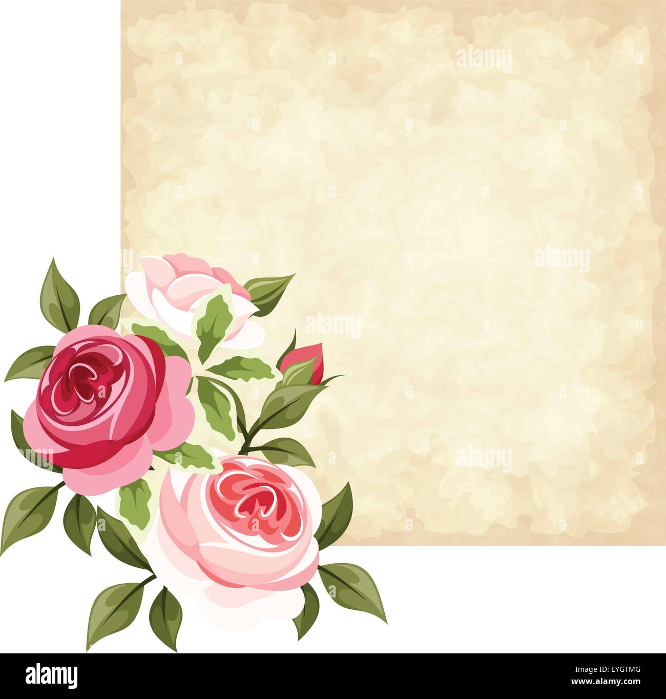 Vettore di carta pergamena con rosso e rosa rose Immagine e Vettoriale -  Alamy