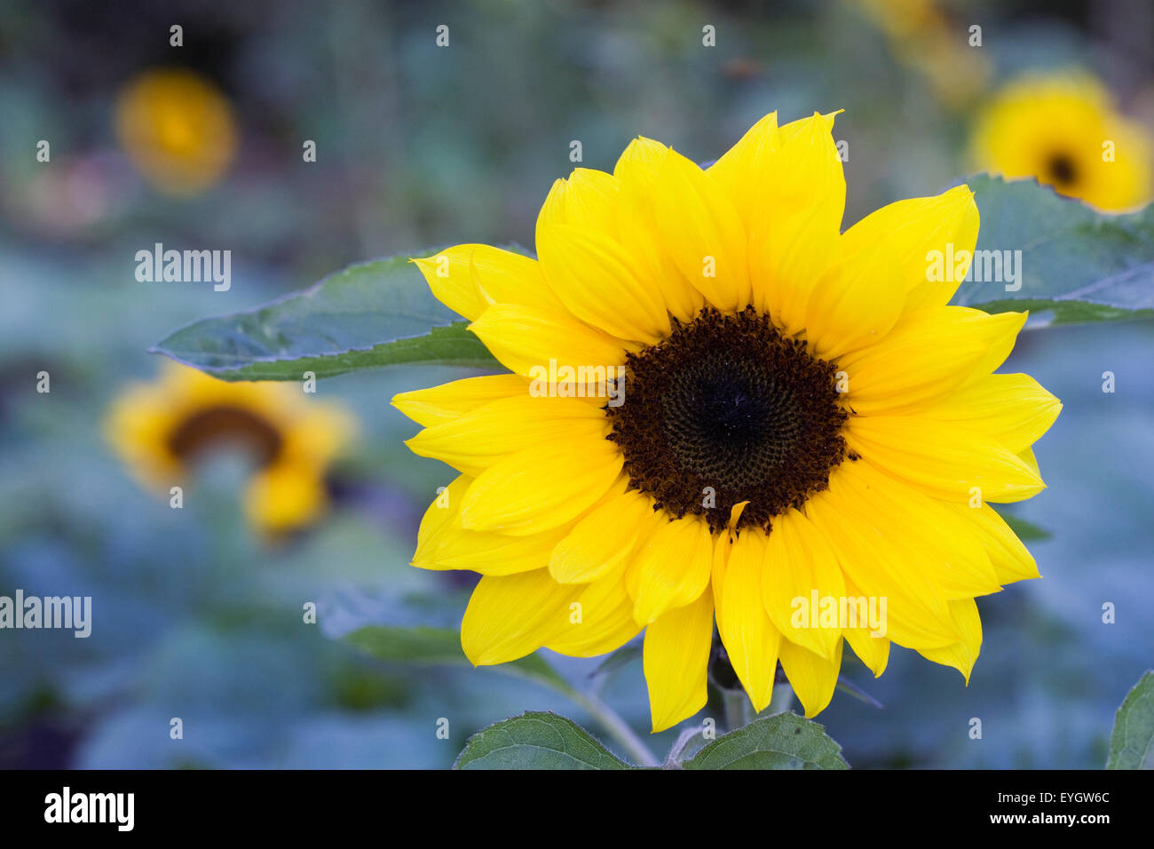 Helianthus annuus " arancione " Hedge. Girasoli in giardino. Foto Stock