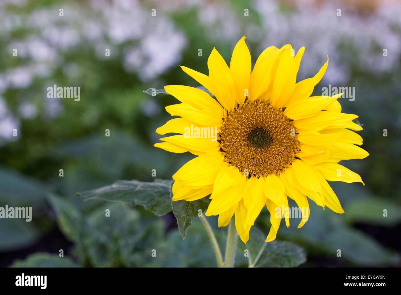 Helianthus annuus 'Solita'. Semi di girasole nel giardino. Foto Stock