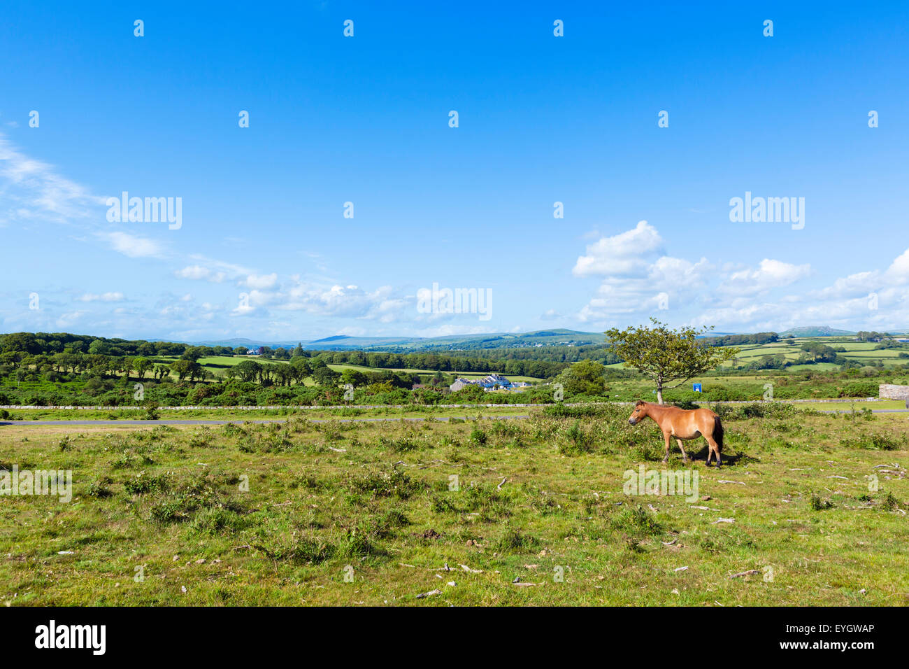 Dartmoor pony di pascolare su mori vicino Clearbrook, Parco Nazionale di Dartmoor, Devon, Inghilterra, Regno Unito Foto Stock