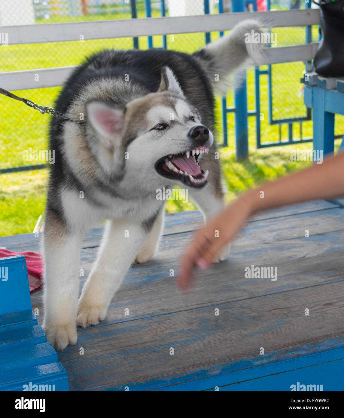 Giovani Alaskan Malamute sta provando a mordere la mano umana Foto Stock