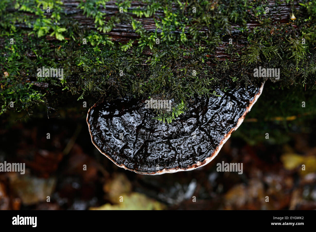 Un grande staffa piatta funghi ot piptoporus funghi che crescono su un albero caduto in un bosco inglese. La zona è bagnata e umida e mostra off vivid i funghi Foto Stock