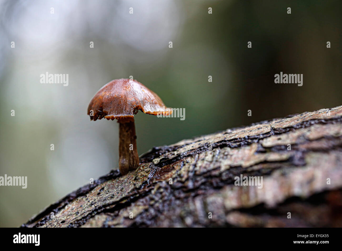 Una singola ciocca di zolfo di funghi Hypholoma fasciculare, crescendo in un panno umido albero cavo in un inglese di area boscata Foto Stock