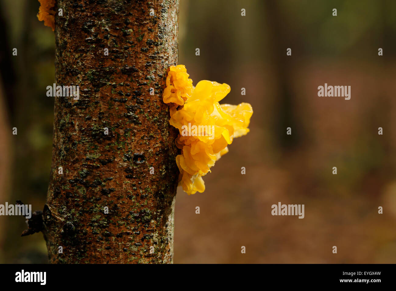 Cervello giallo funghi che crescono su un albero nel bosco. Noto anche come burro fungo, streghe burro o golden jelly fungo nome latino tremelia mesenterica Foto Stock