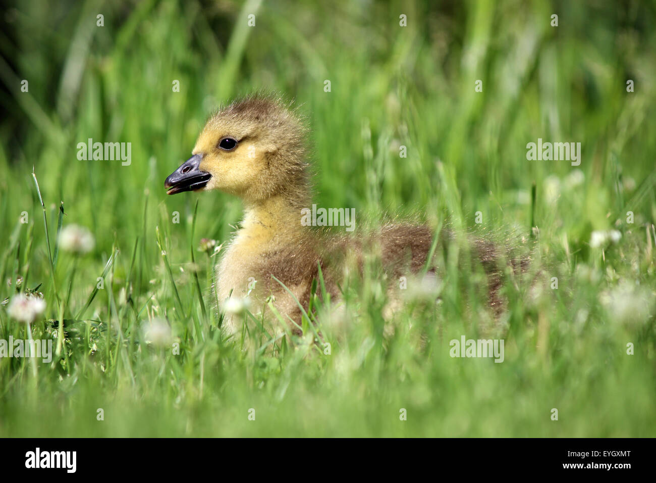 Un soffice Canada Goose (Branta canadensis) gosling seduto in erba Foto Stock Un soffice Canada Goose (Branta canadensis) gosling seduto in erba Foto Stock