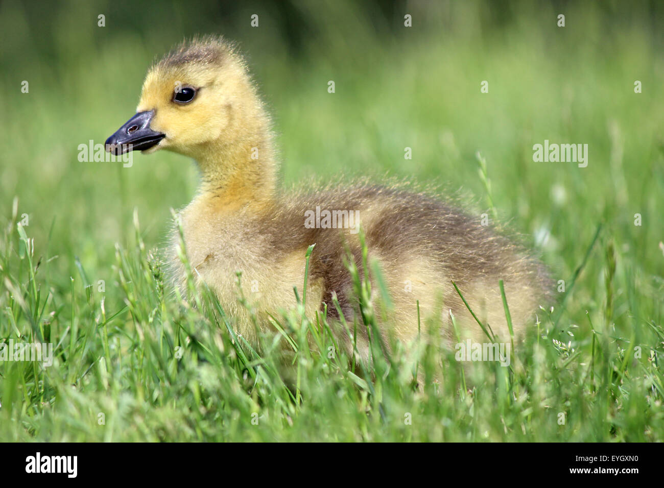 Un po' di Canada Goose gosling (Branta canadensis) seduto in erba, di riposo. Foto Stock Un po' di Canada Goose gosling (Branta canadensis) seduto in erba, di riposo. Foto Stock
