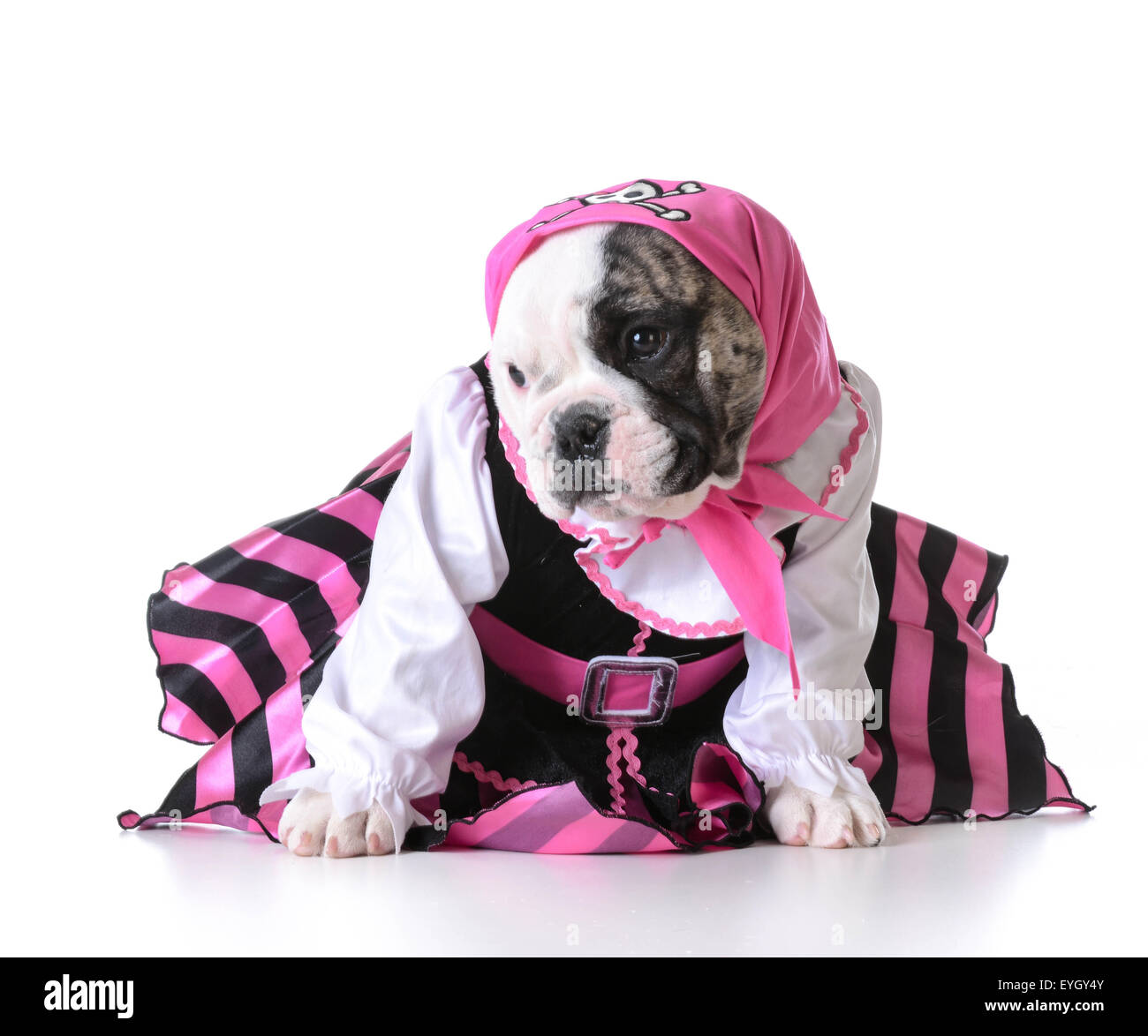 Cane vestito come un pirata su sfondo bianco - bulldog femmina Foto Stock