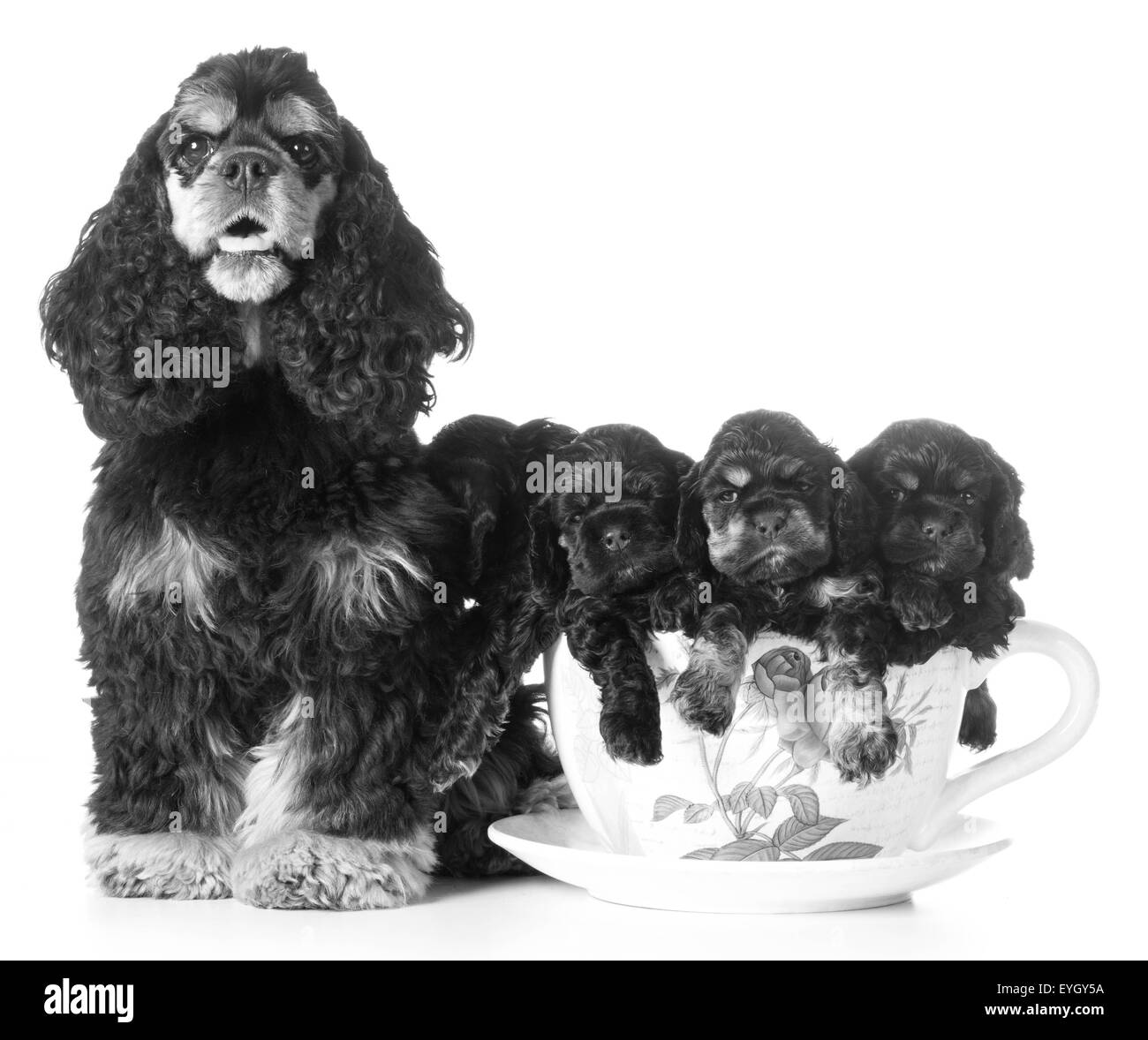 Cucciolata di cuccioli - american cocker spaniel mamma e cuccioli in una tazzina su sfondo bianco Foto Stock