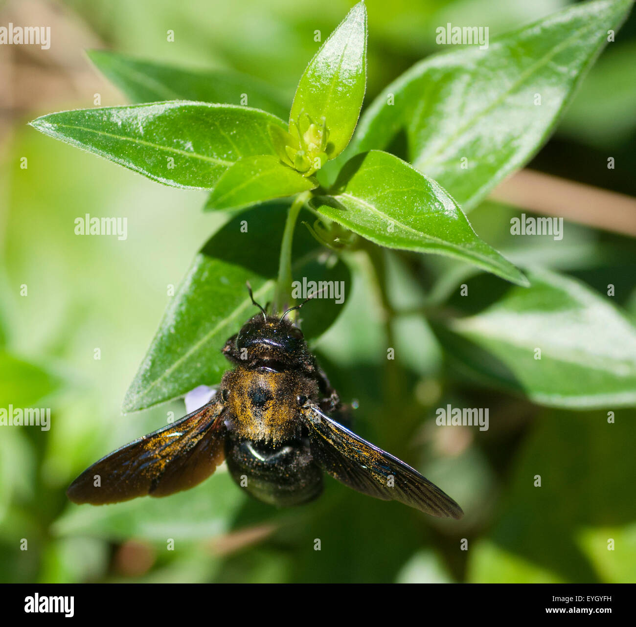 Carpenter bee (Abeja carpintero) Foto Stock