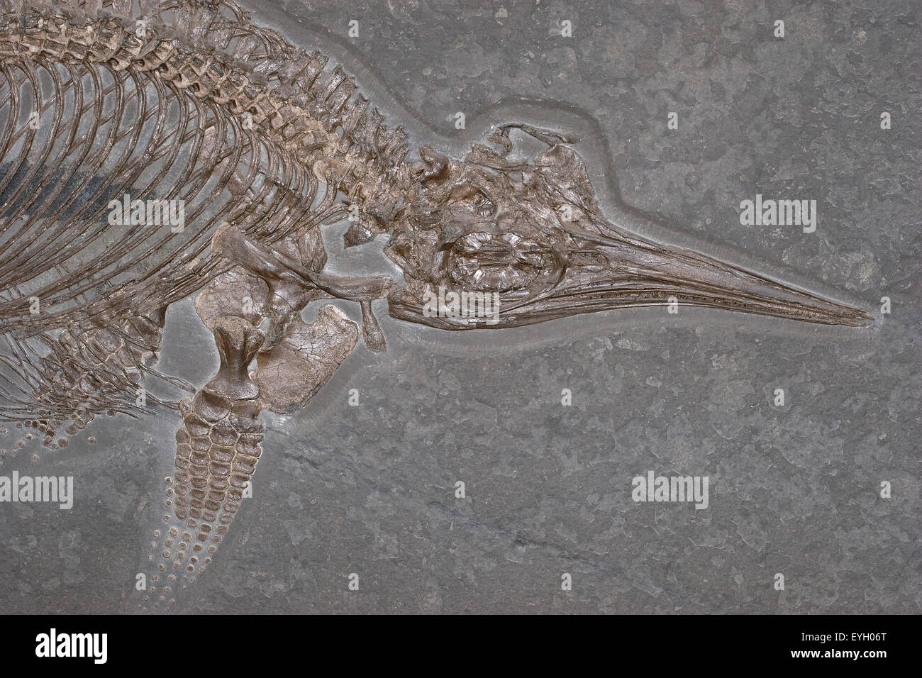 Un fossile Ichthyosaur Foto Stock