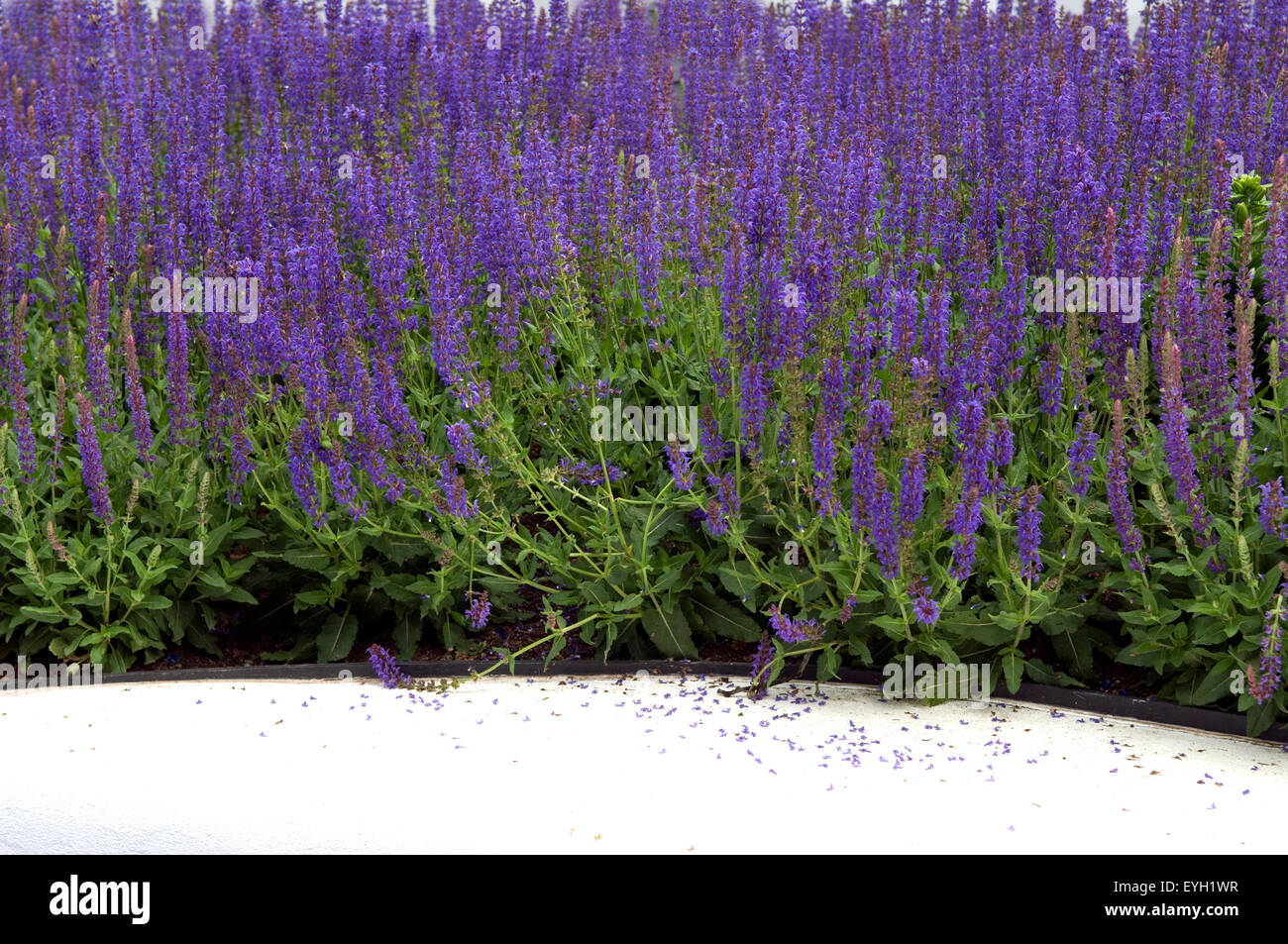 Steppensalbei; Salbei; Salvia nemorosa , Foto Stock