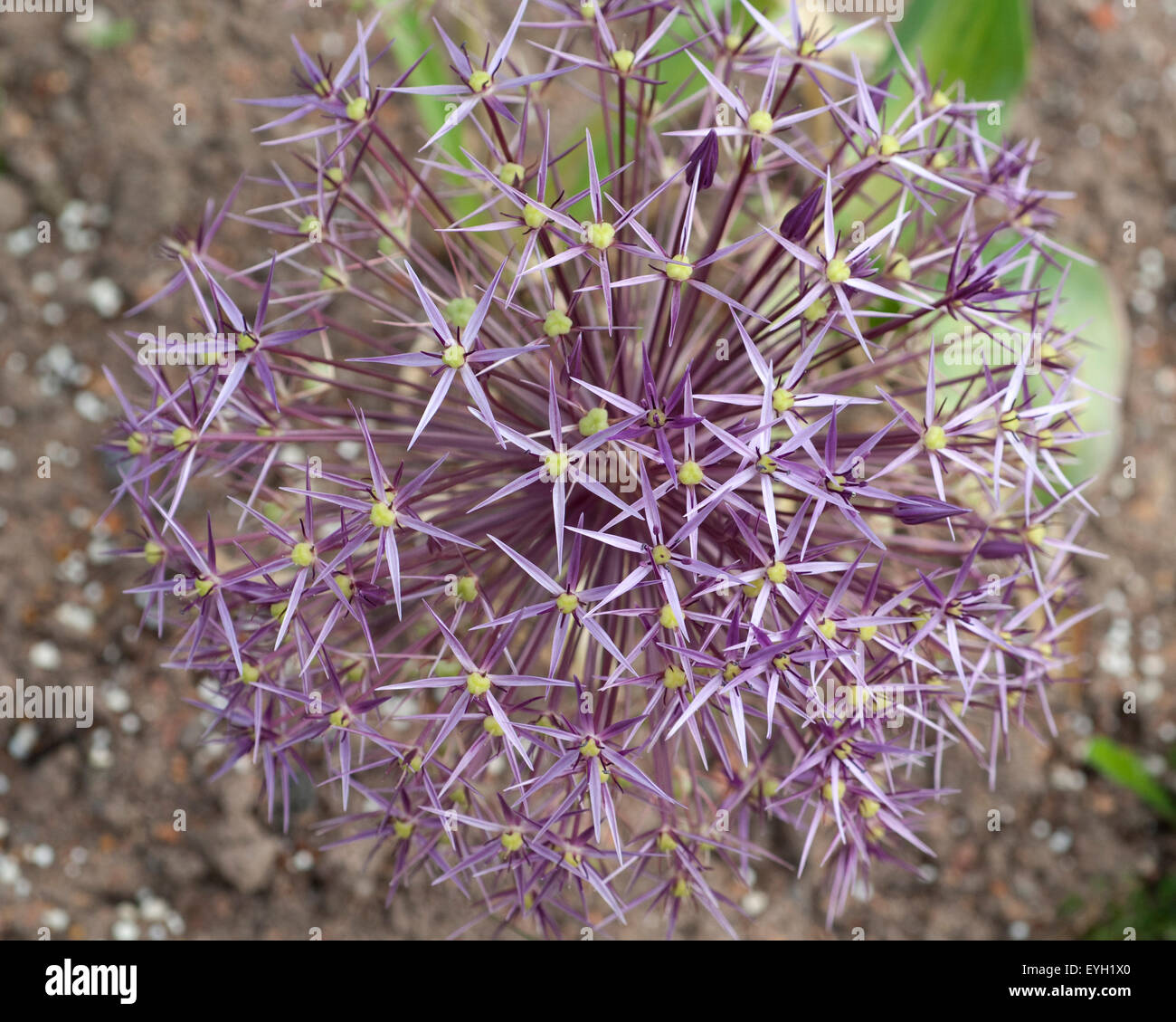 Sternkugel-Lauch, Allium cristophii, Foto Stock
