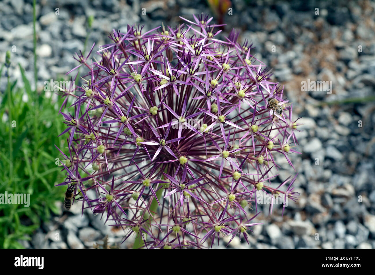 Sternkugel-Lauch, Allium cristophii, Foto Stock