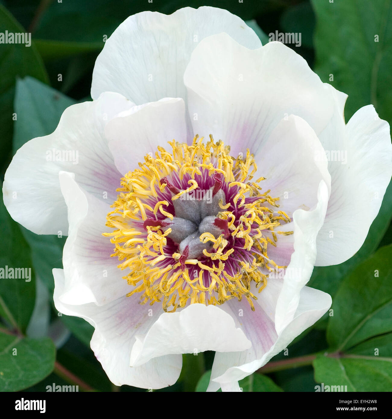 Strauchpfingstrose; mistero, Foto Stock