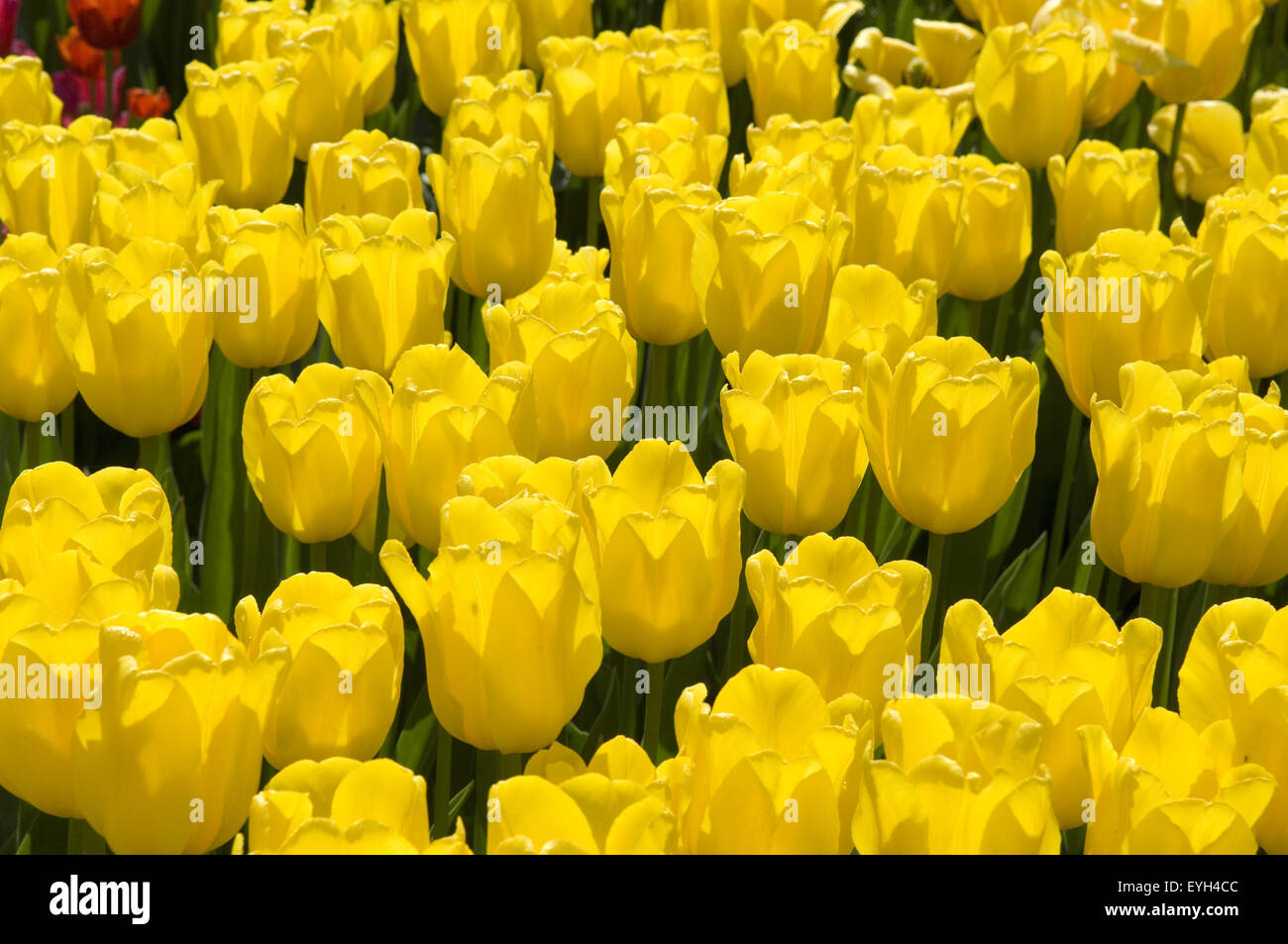 Triumph-Tulpe; Jan van Nes, Foto Stock