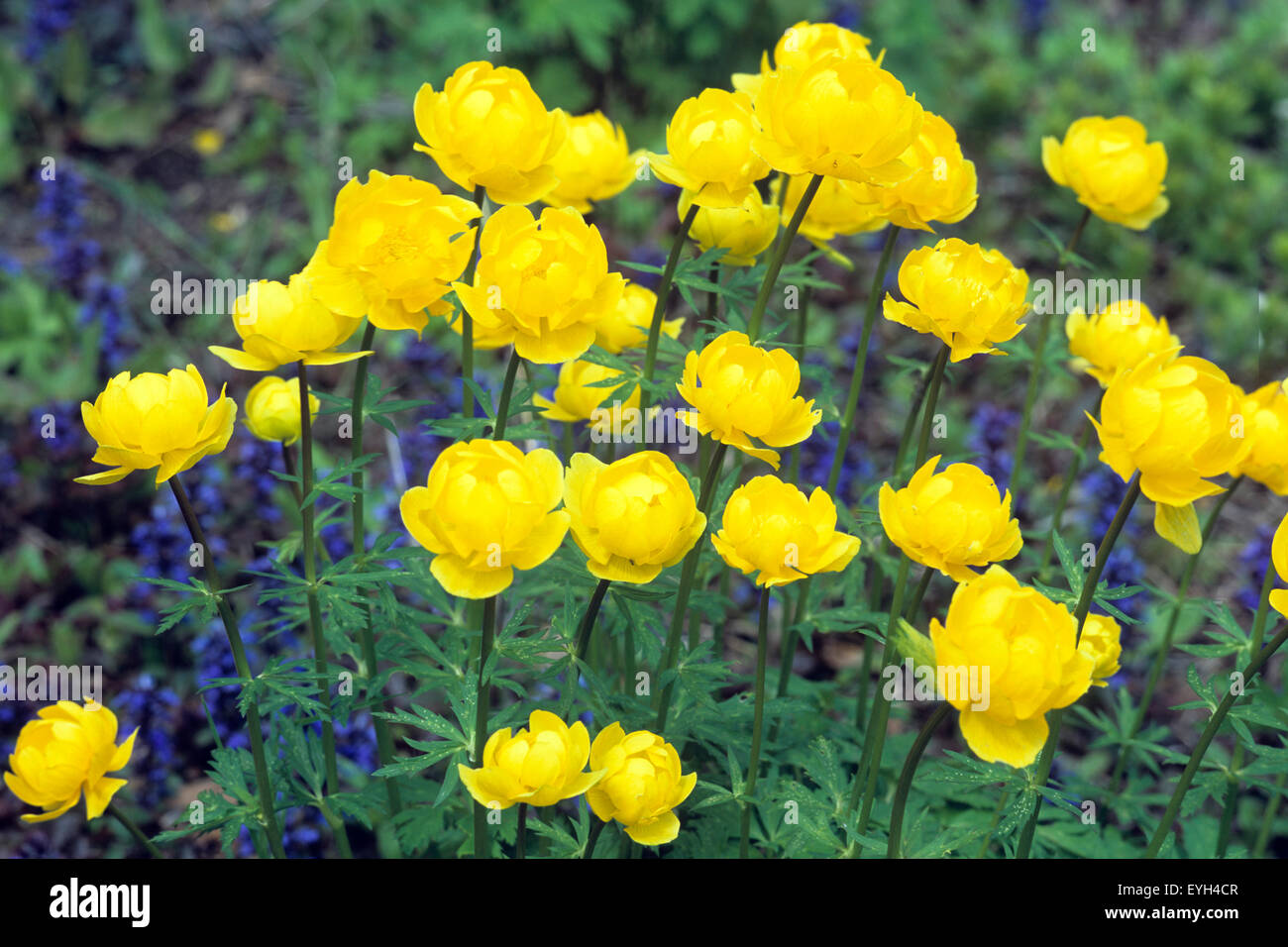 Trollblume, Trollius europaeus, Fruehjahrsblume, gelbe Bluete, Wasserpflanzen - Foto Stock