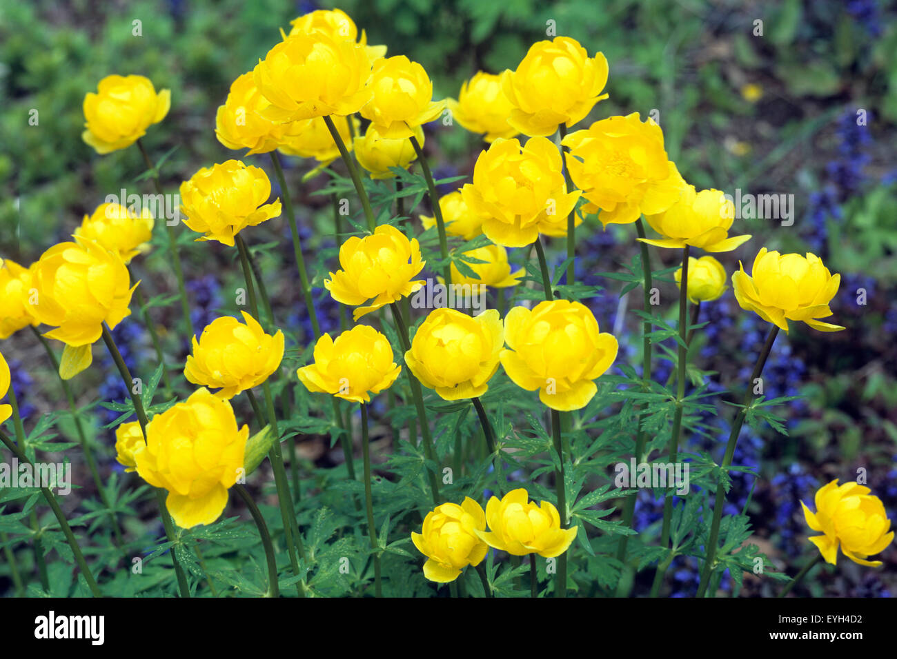 Trollblume, Trollius europaeus, Fruehjahrsblume, gelbe Bluete, Wasserpflanzen Foto Stock