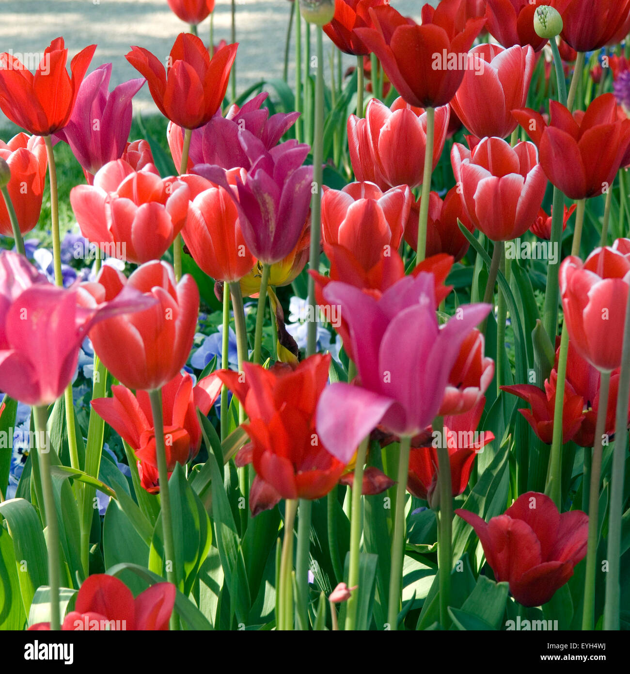 Tulpenbluete, Tulpe, Tulpen, Tulipa, Foto Stock