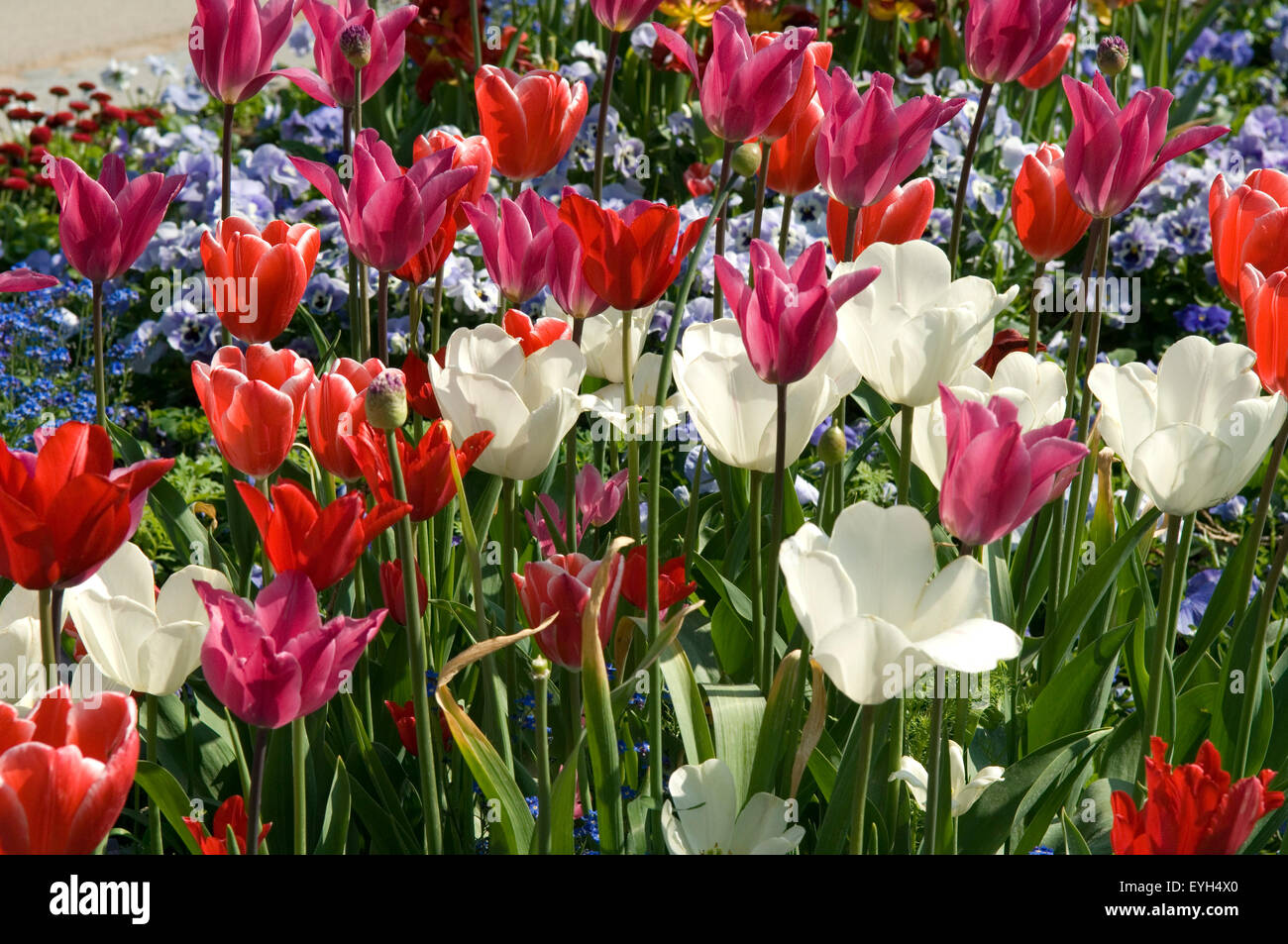 Tulpenbluete, Tulpe, Tulpen, Tulipa, Foto Stock