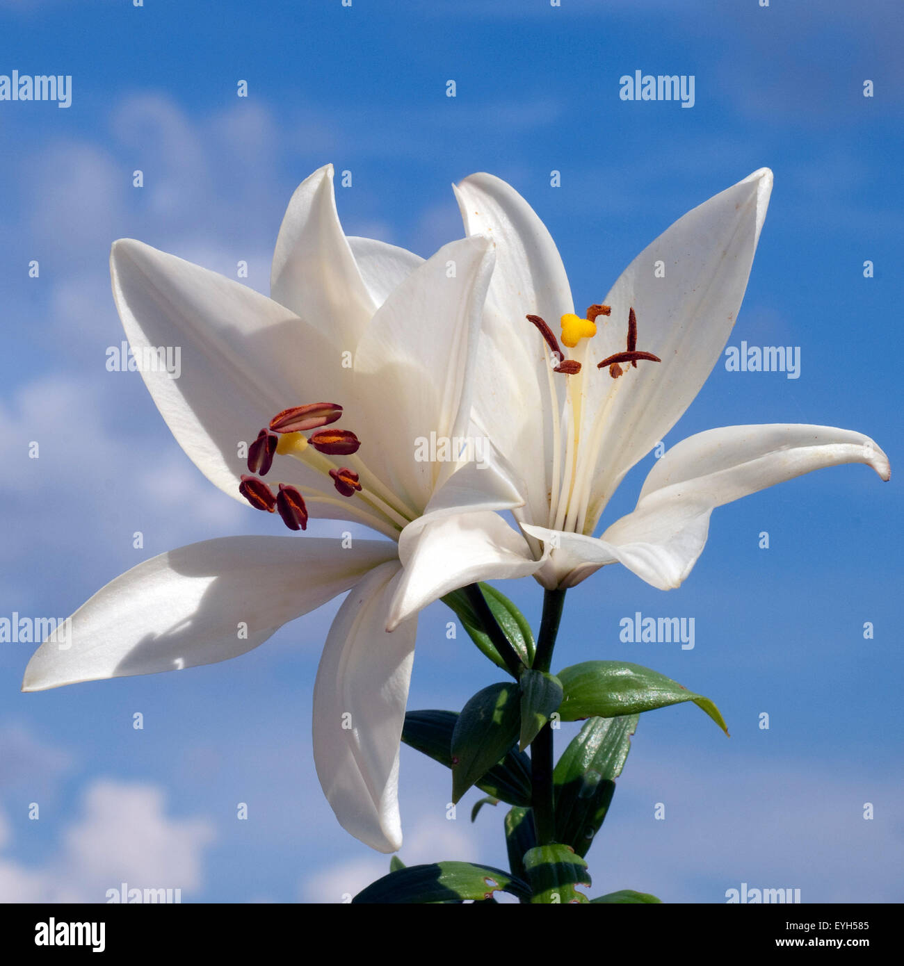 Weisse, lilie; ibrido; lilien; hybriden; Foto Stock