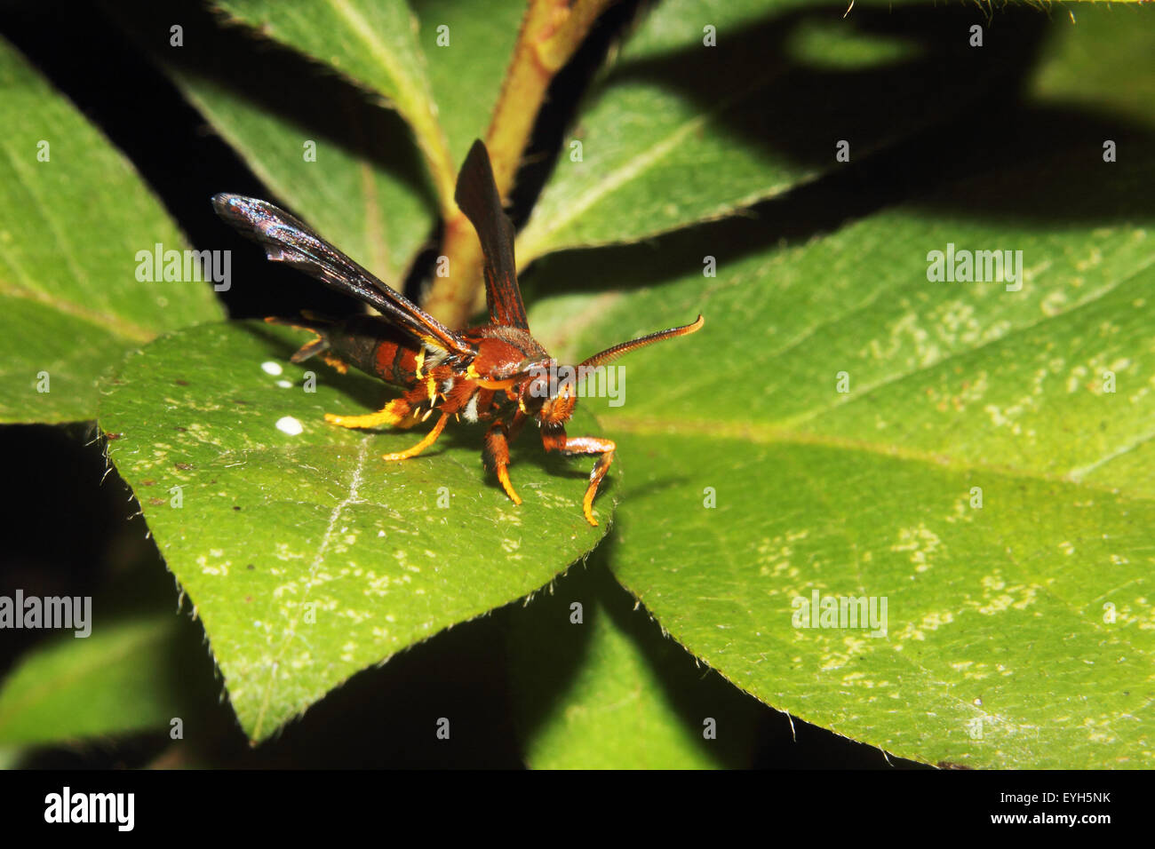 Un Rosso Wasp su una foglia Foto Stock