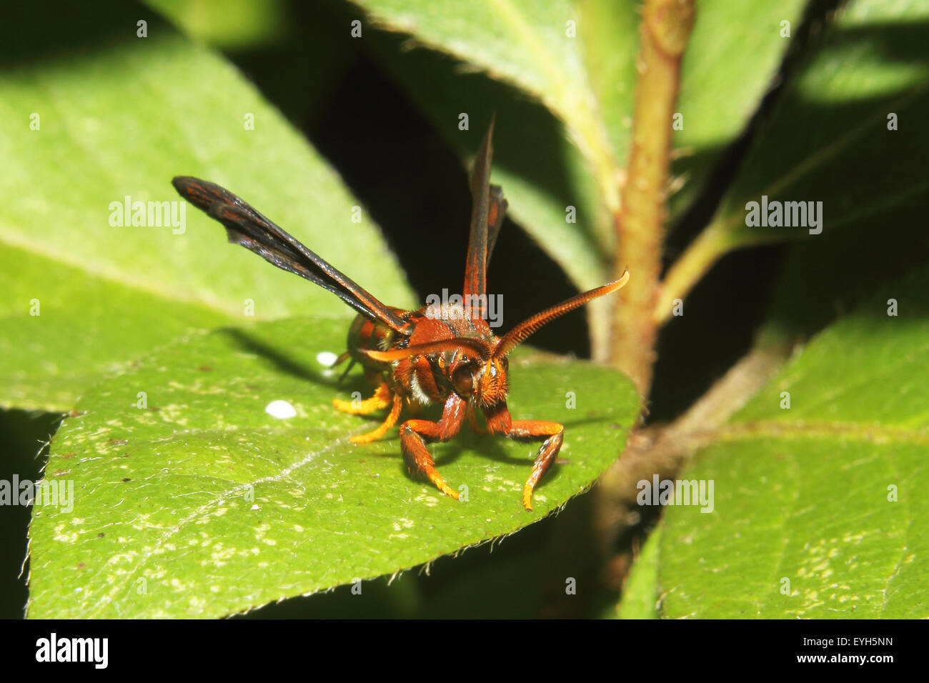 Un Rosso Wasp su una foglia Foto Stock