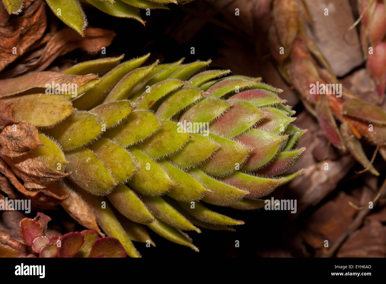 Galline e polli o Sempervivum rosetta succulente Foto Stock