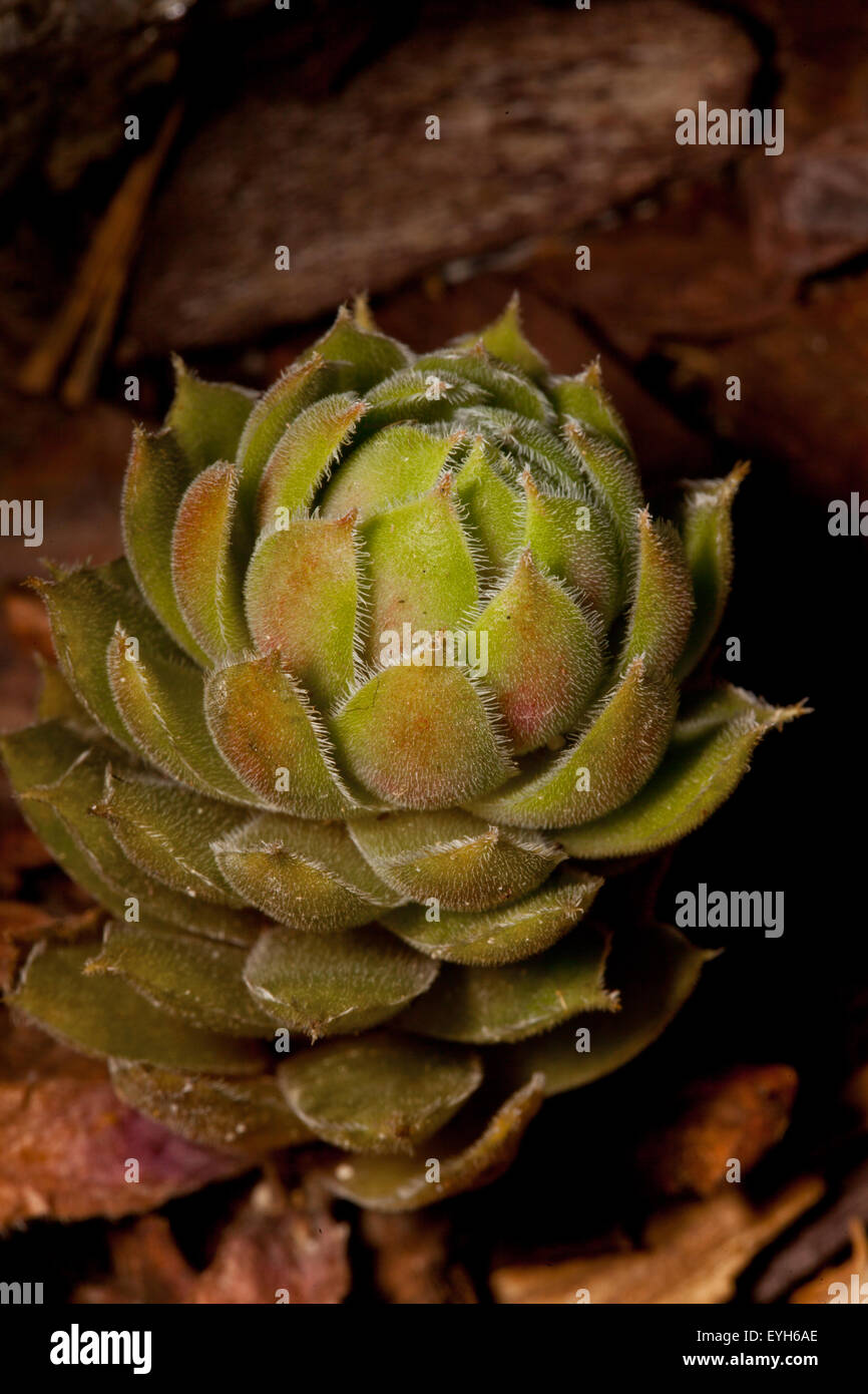 Galline e polli o Sempervivum rosetta succulente Foto Stock