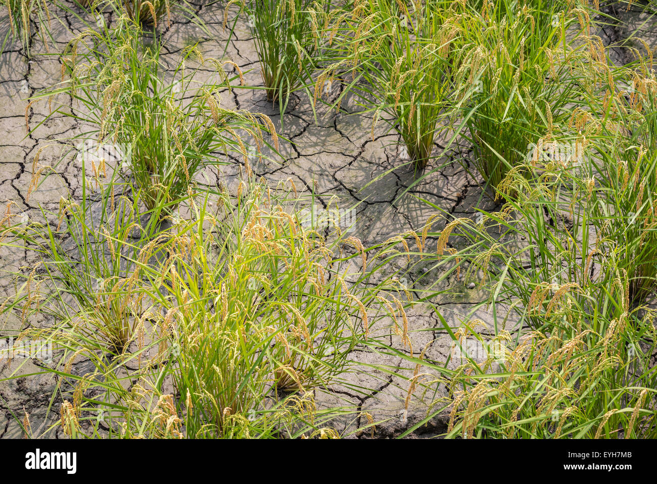 Coppia di riso piante che crescono in secca incrinato sporco. Foto Stock