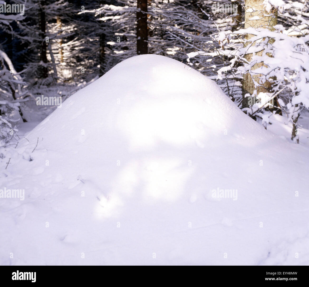 Ameisenhaufen; Rote Waldameise mit Schnee bedeckt Foto Stock