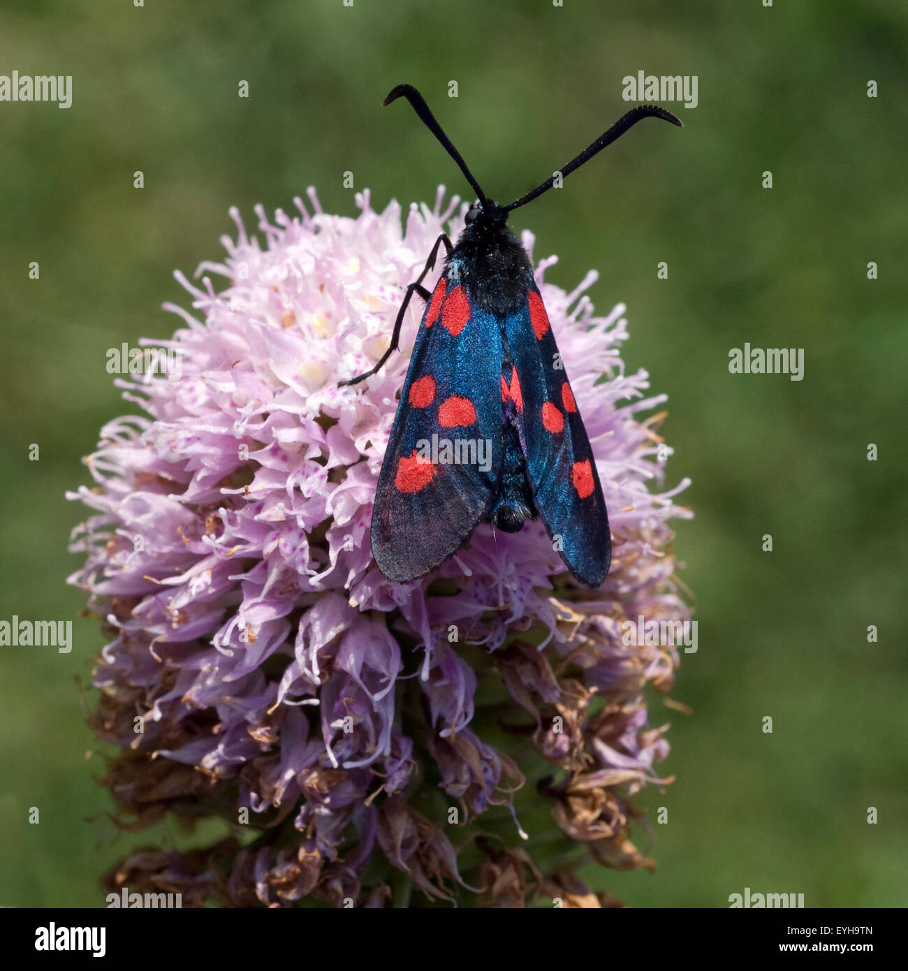 Blutstroepfchen, Widderchen, Zygaena, ephialtes, Foto Stock