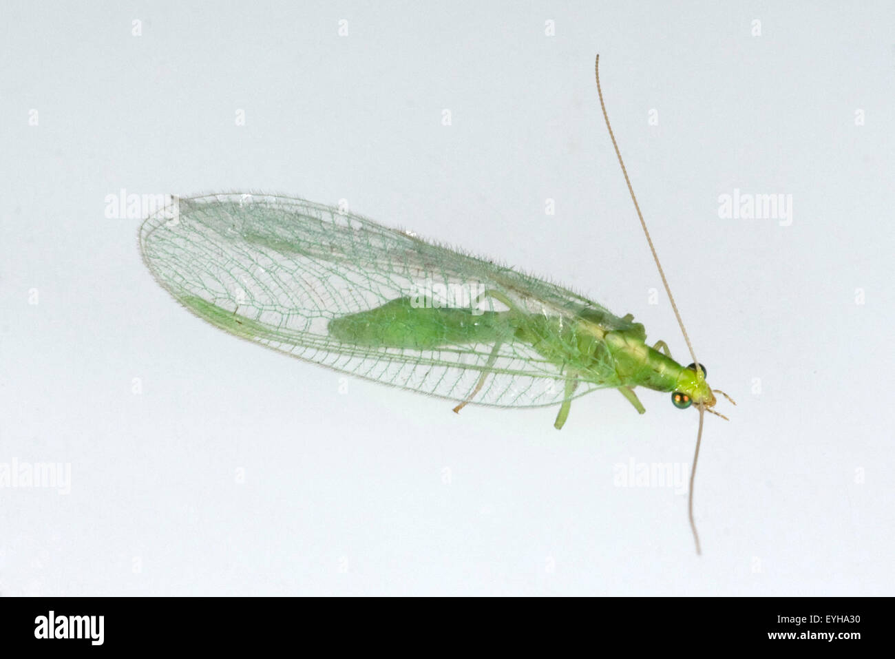 Florfliege, Chrysoperla, Foto Stock