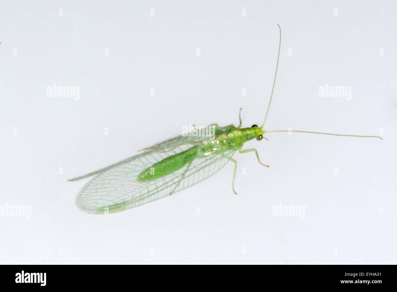 Florfliege, Chrysoperla, Foto Stock