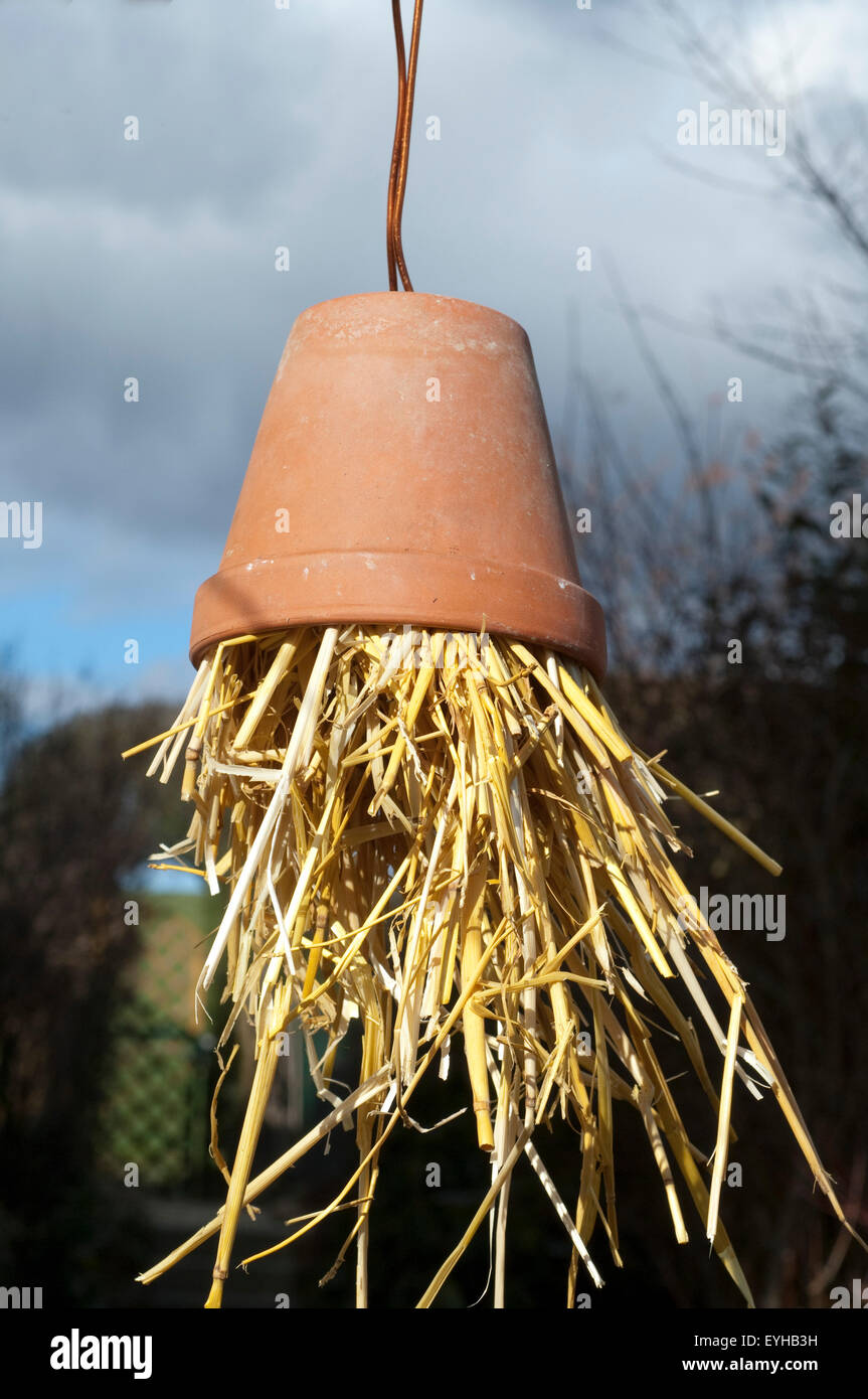 Insektenunterschlupf Foto Stock