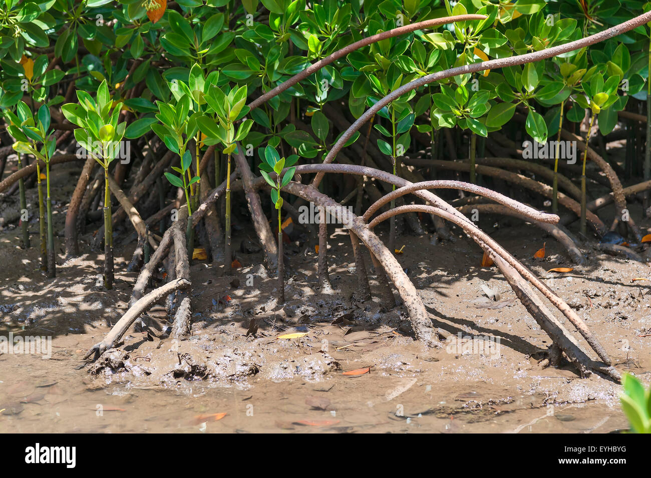 Mangrovia rossa (Rhizophora mangle), Maurizio Foto Stock