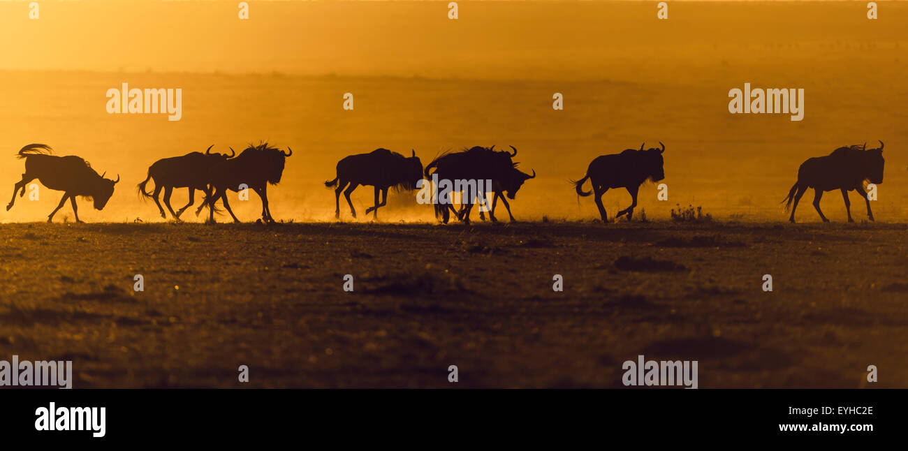 Blue Gnu (Connochaetes taurinus), gnu mandria, sagome di sunrise, il Masai Mara, Narok County, Kenya Foto Stock