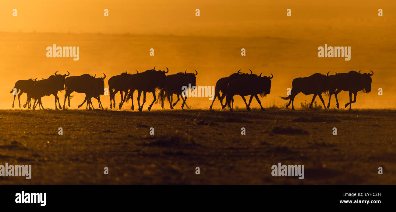 Blue Gnu (Connochaetes taurinus), gnu mandria, sagome di sunrise, il Masai Mara, Narok County, Kenya Foto Stock