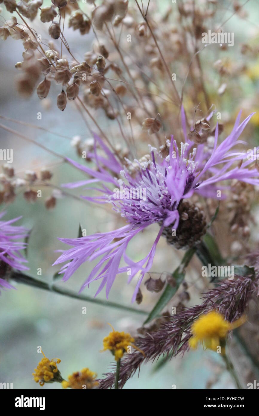 Rosa luminoso crescono selvatici nel campo estivo bloom fiordaliso Foto Stock