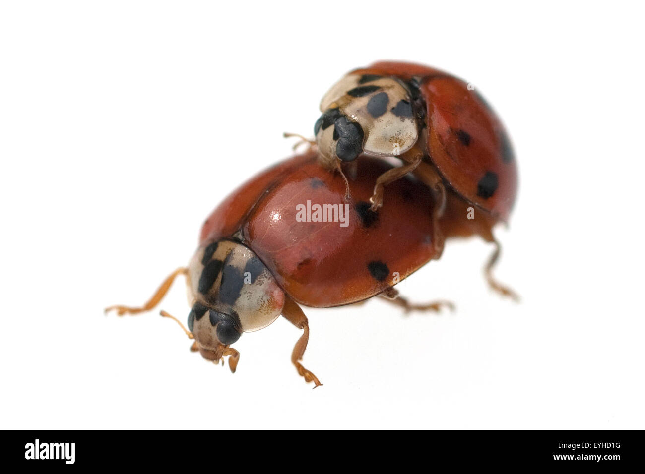 Marienkaefer, Paarung, Foto Stock