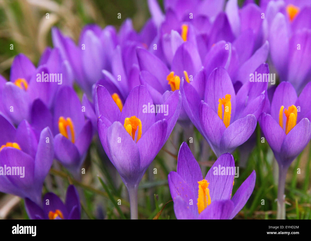 Crocus viola è uno dei primi fiori di primavera può usare come sfondo Foto Stock