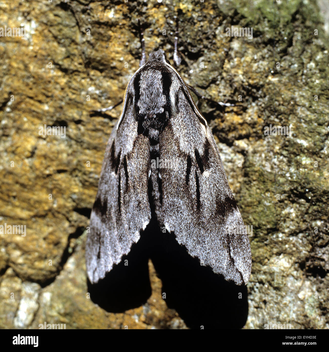 Nachtschmetterling, Noctuidae, Foto Stock